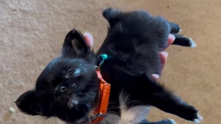 Tiny Pup Rests In A Hand