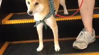 My dog knows an escalator makes her comfortable