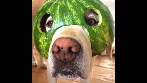 Puppy in Watermelon Helmet?
