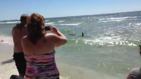 Shark at Gulf Shores!