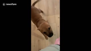 Training puppy early