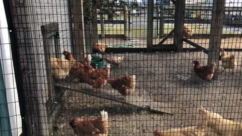Too cold outside for this chicken parade
