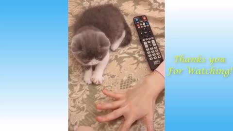 Funny Video of Animals and Cute Pets