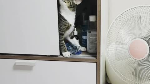 A cat exploring the wardrobe