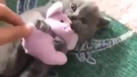 CUTE CATS AND KITTENS CCOMPILATION VIDEO