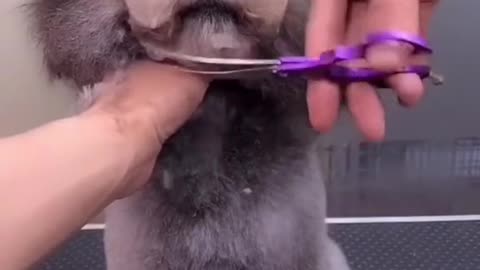 cute funny puppy hair cutting#funny videoOMG So Cute ♥ Best Funny Cat Videos 2021 #1