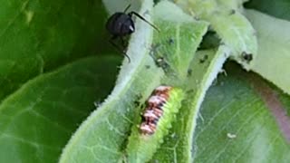 Aphid eating larvae and ant guardian