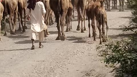 Camels video 2021 cute animals