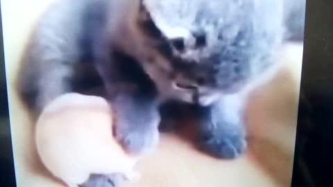 Kitten plays with a fluffy hamster.