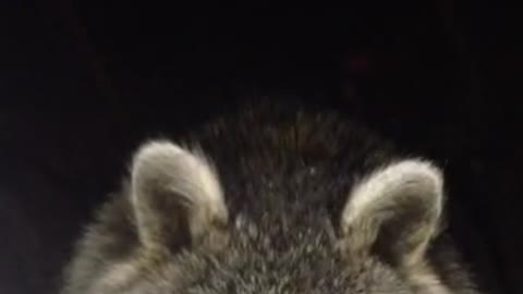 Demon Raccoon?
