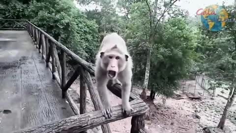 Funny and Funny Animals Videos