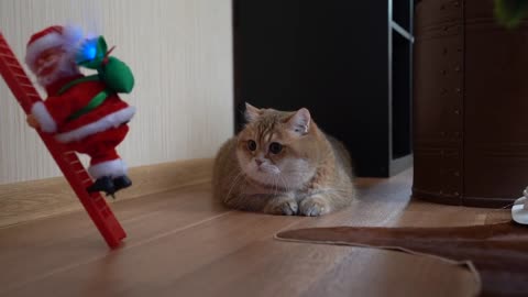 Merry Christmas || cat 25 DEC sanata Claus