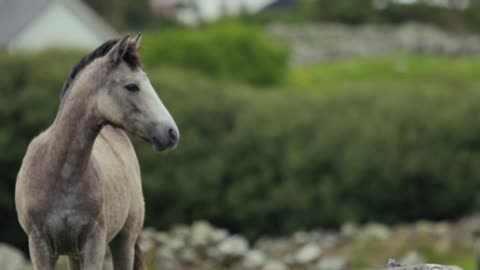 White horses of camargue