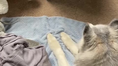 Stubborn Husky refuses to leave newborn baby brother 2021