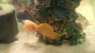 Severum lip locked