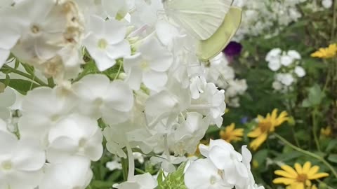 CAMOUFLAGED BUTTERFLY LOVE!