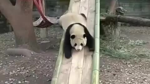 Cutes pandas playing on the slide