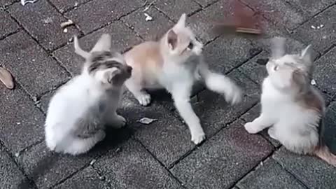 See three lovely kittens in action and play