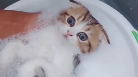 CUTE CATS BATHING
