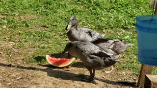 Ducks indulging on some watermelon