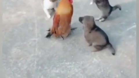 Funny dogs. #funnydogs #funnymoments #shorts