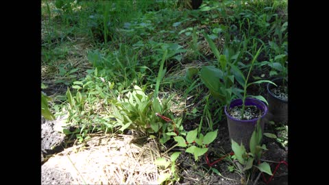 Song of the Wild Large Yellow Lady Slipper rescued 2019