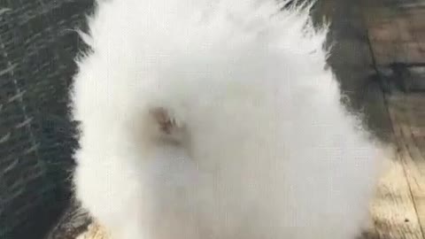 🐇 Angora Rabbit. | Interesting Facts #Shorts #topchannel