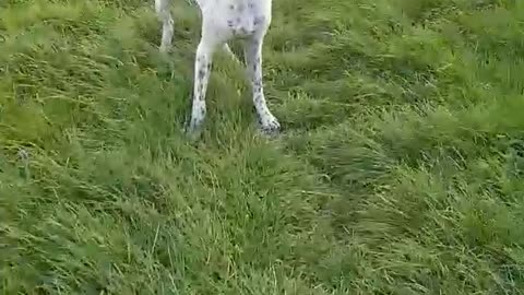 Black and white dog in grass field chases apple