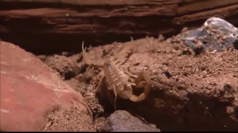 Scorpions: Beneath the Stinger | Documentary | Part 1 | #scorpio #documentary #jungle #wildlife