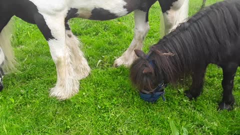 "GRAZING MUZZLES ARE GO !" (Laminitis prevention