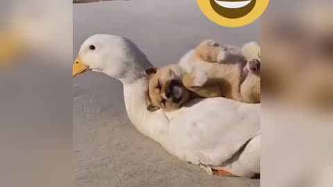 dog and duck friendship video।। Little puppy and duck