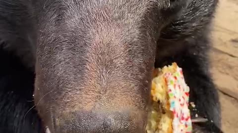 Hungry bear has no trouble sharing his food with caretaker