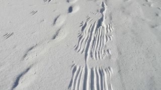 What Created these Beautiful Tracks in the Snow, PART 1