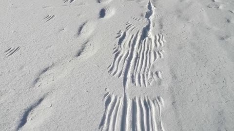 What Created these Beautiful Tracks in the Snow, PART 1