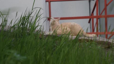 Beige cat is visible through the lush grass.