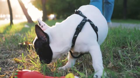 Young happy woman playing with little cute french bulldog on the road during sunset at autumn