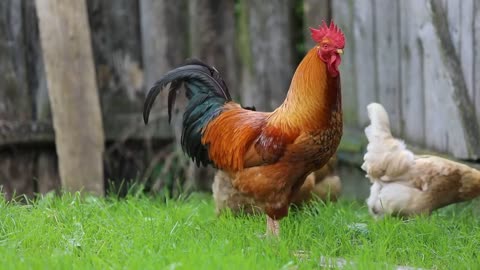 Cock roster crowing Animals videos