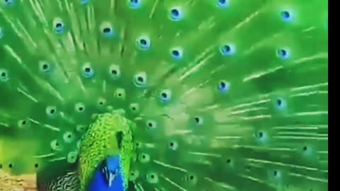 Peacock Dance