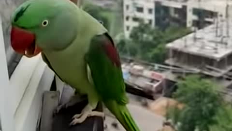 Friendly Talking Parrot Calling mummy in Lockdown very funny amazing