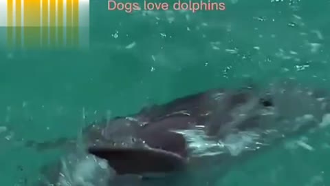 Dog save a dolphin in the sea