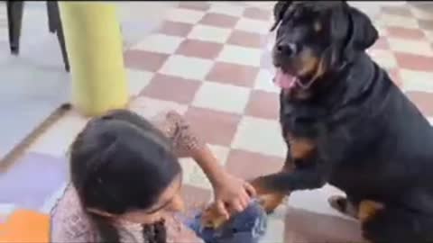 sabka payara jerry | the rott| funny dog video | dogs