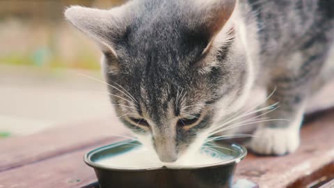 cat milk drinking on the street || cat drinking milk slow motion