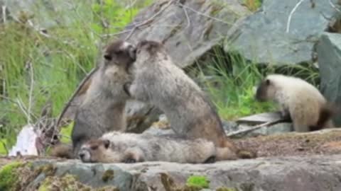 Wild Marmots playing in the wild