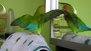 Dancing with the stars, funny Agapornis Parrot