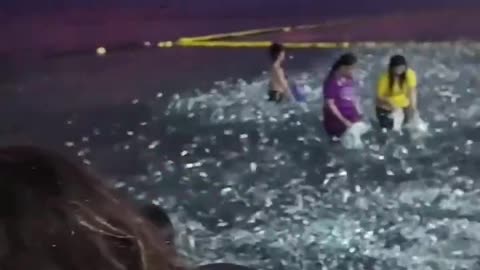 Sardines Swimming Onto Philippines Shores