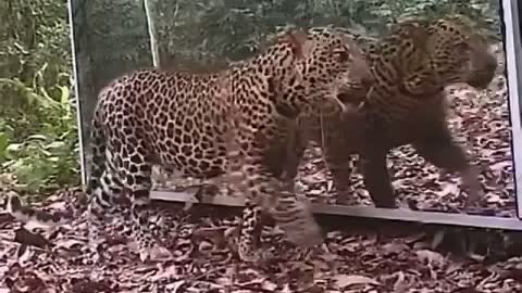 How Leopard React to mirror
