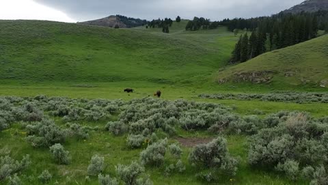 Baby and mother Buffalo in Yellowstone NP