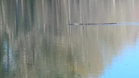 Alligator swimming.