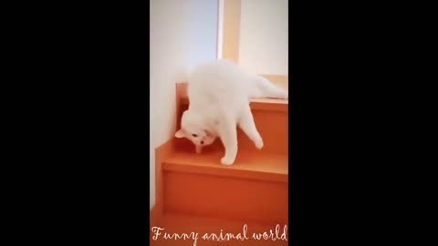 Funny cat and dog videos 2024 😍 Funny cat compilation 😂 funny cat moments 🐱 try not to laugh