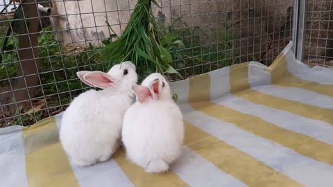 beautiful rabbits